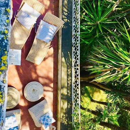 Rachele فيلة بروسيدا